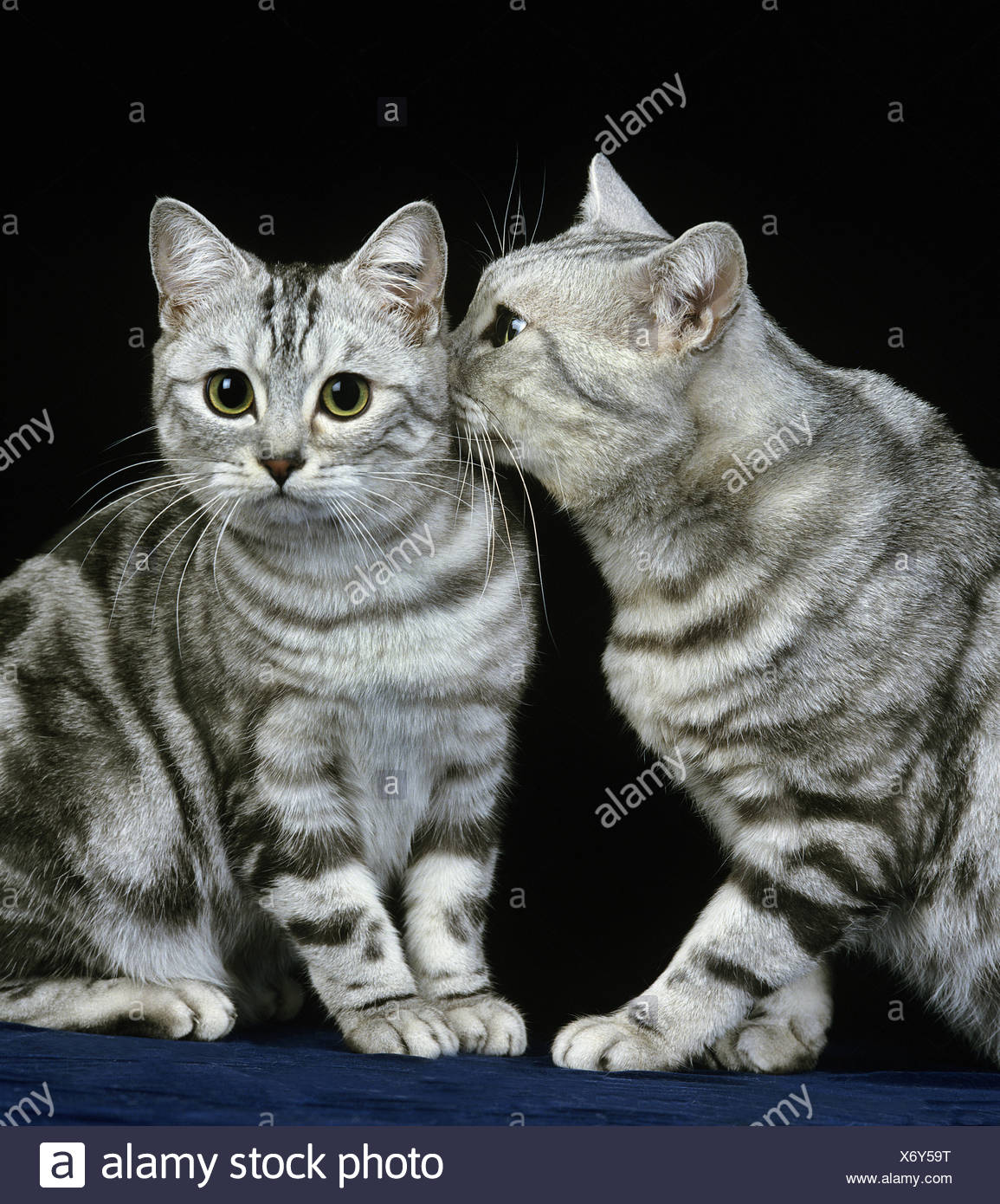 Silver Tabby Domestic Cat Against Black Background Stock Photo Alamy Silver Tabby Domestic Cat Against Black Background Stock Photo Alamy