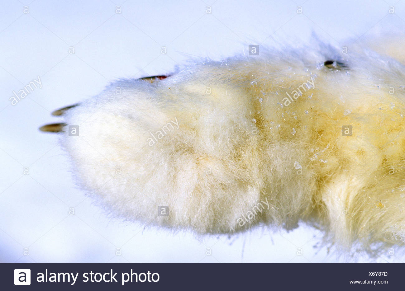 Showing Sole Feet High Resolution Stock Photography And Images Alamy