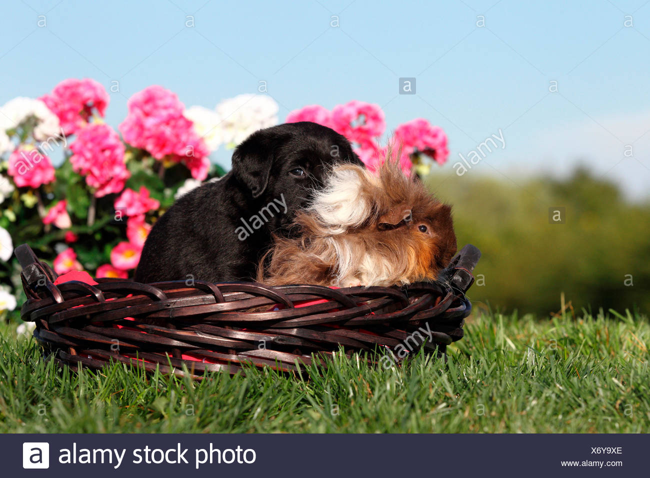 Labrador Retriever Black Puppy 5 Weeks Old And Long Haired