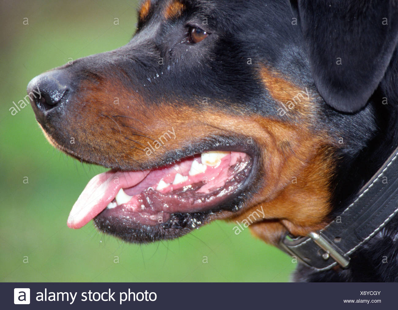 rottweiler snout