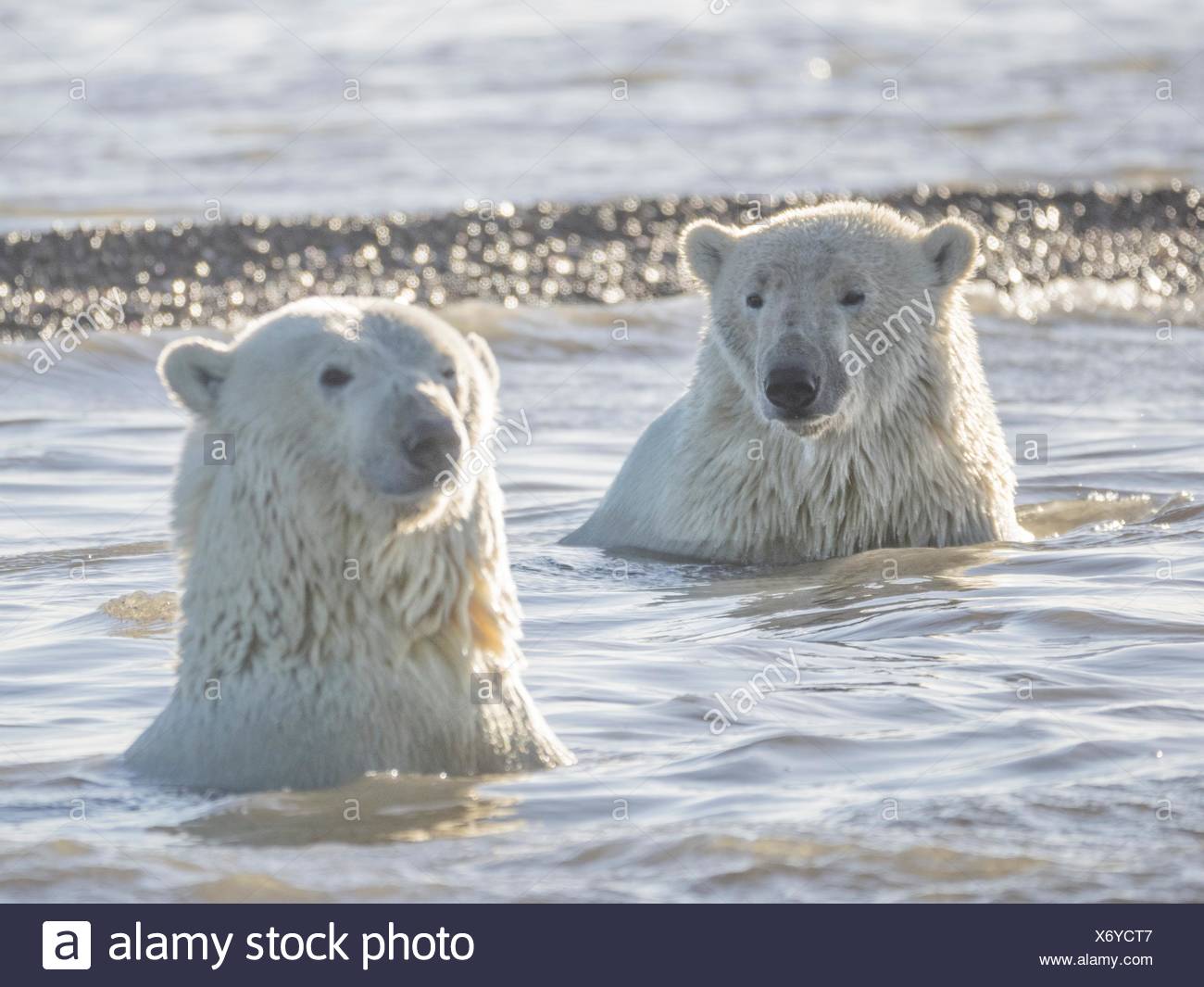 Swimming Polar Bear High Resolution Stock Photography and Images - Alamy