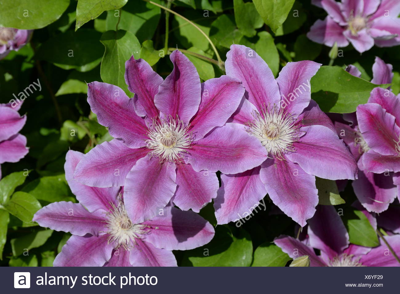 Clematis Waldrebe Blume Rosa Pink Blumen Strauch Busch