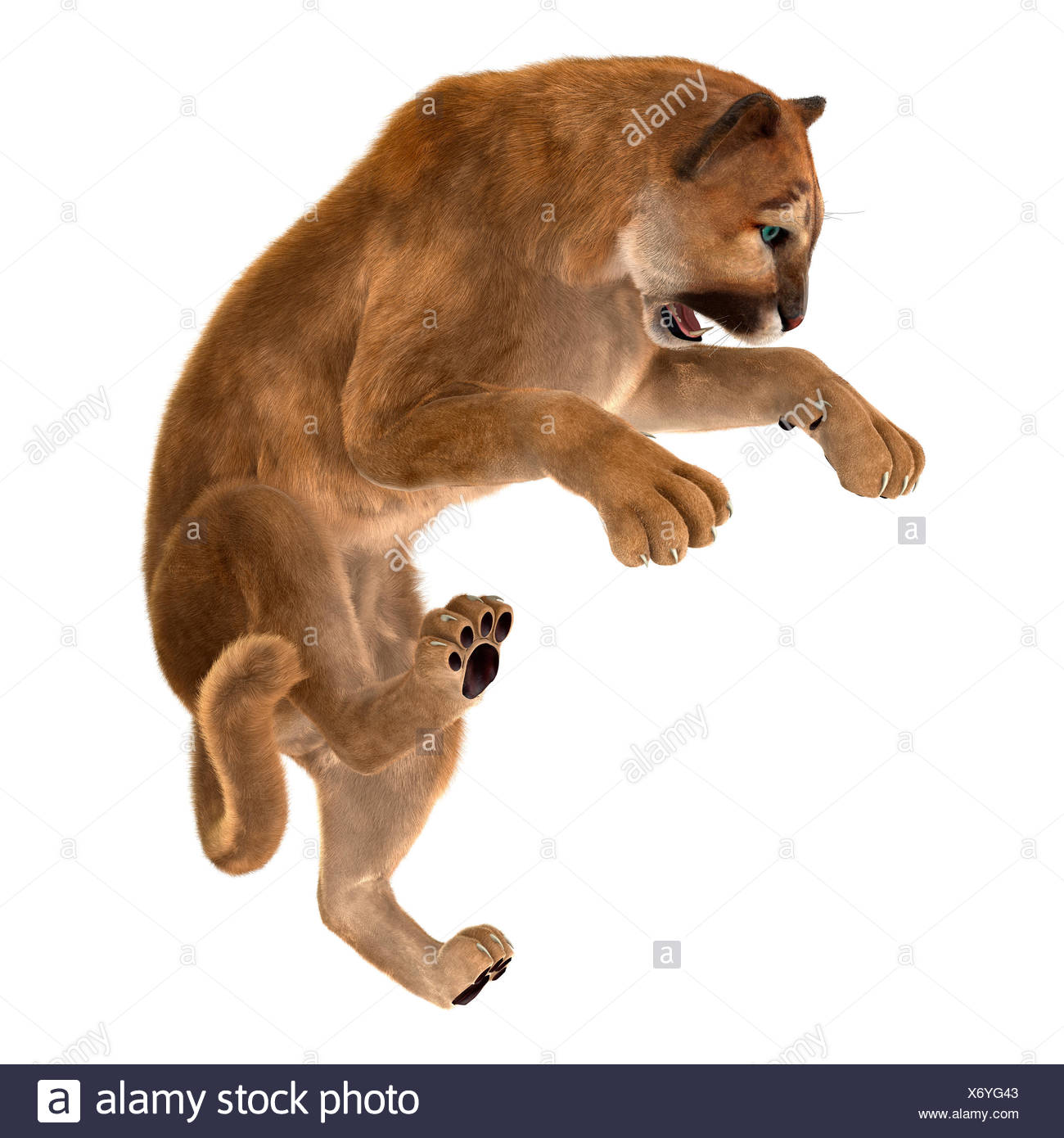 3D Rendering Big Cat Puma on White Stock Photo - Alamy