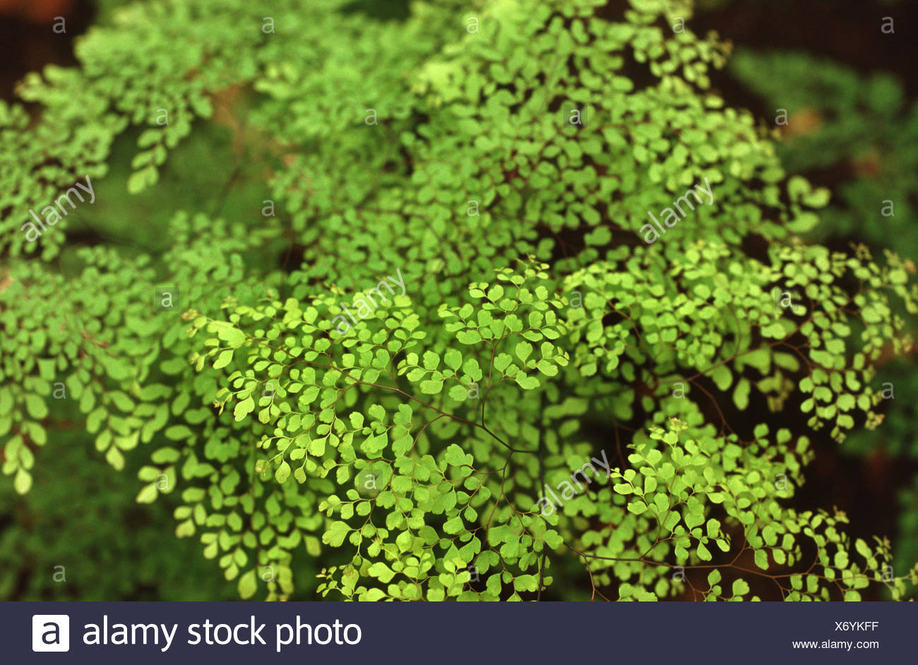 Adiantum Cuneatum Stock Photos Adiantum Cuneatum Stock Images