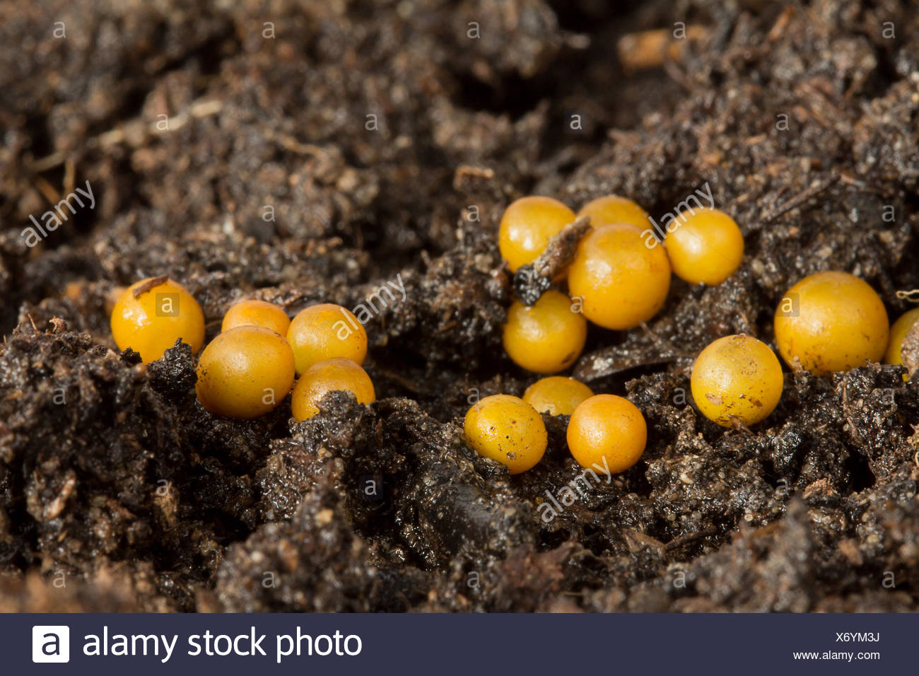 flat worm eggs