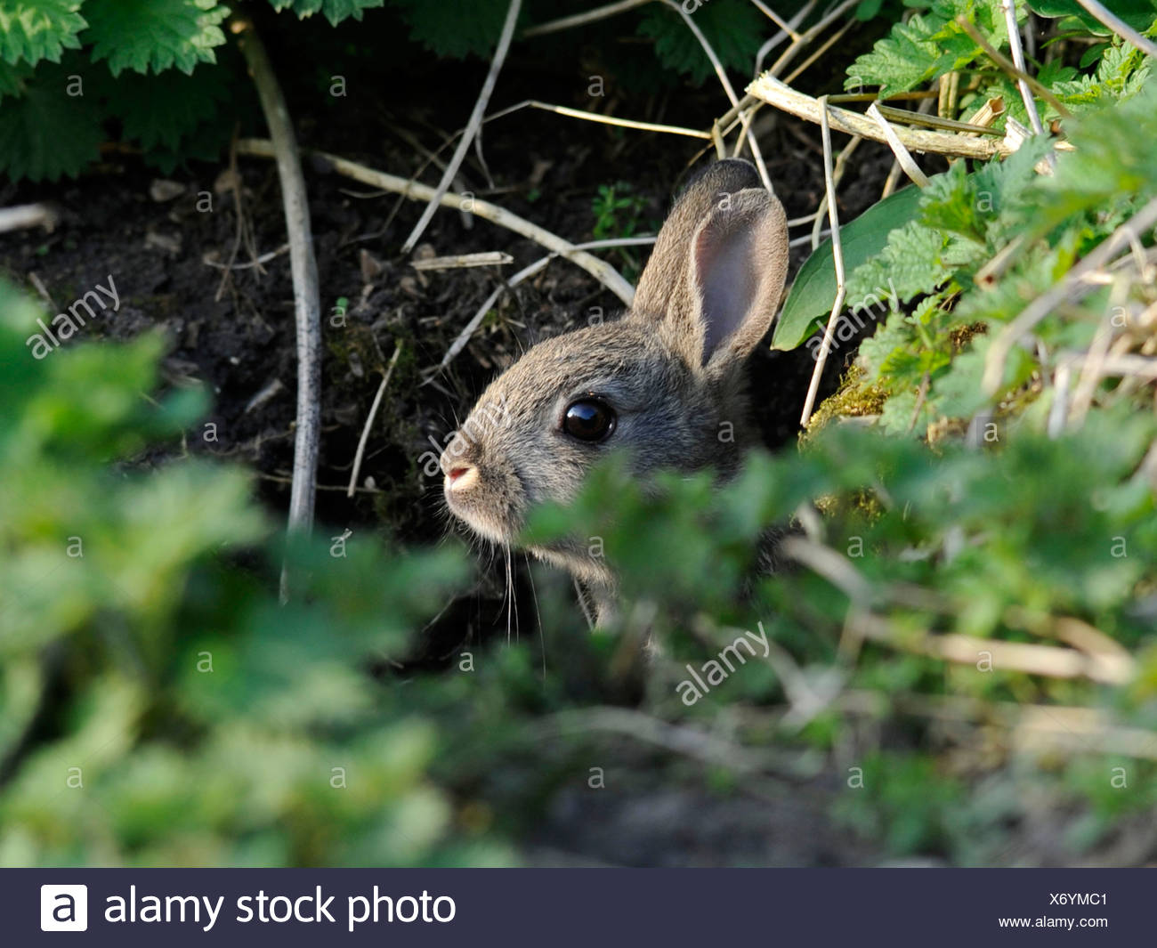Rabbit Hiding High Resolution Stock Photography and Images Alamy