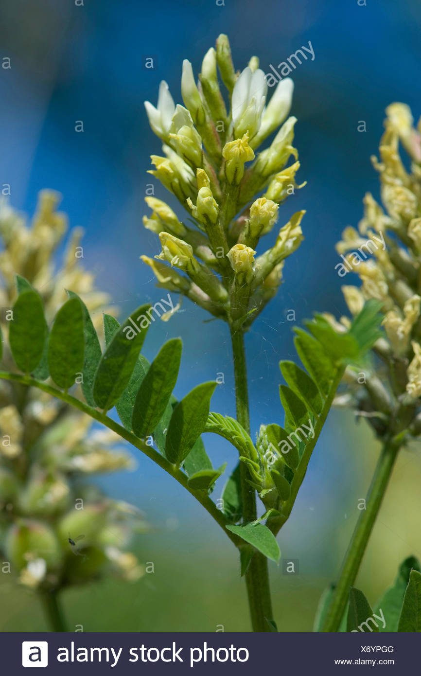 Lentil Plant High Resolution Stock Photography And Images Alamy