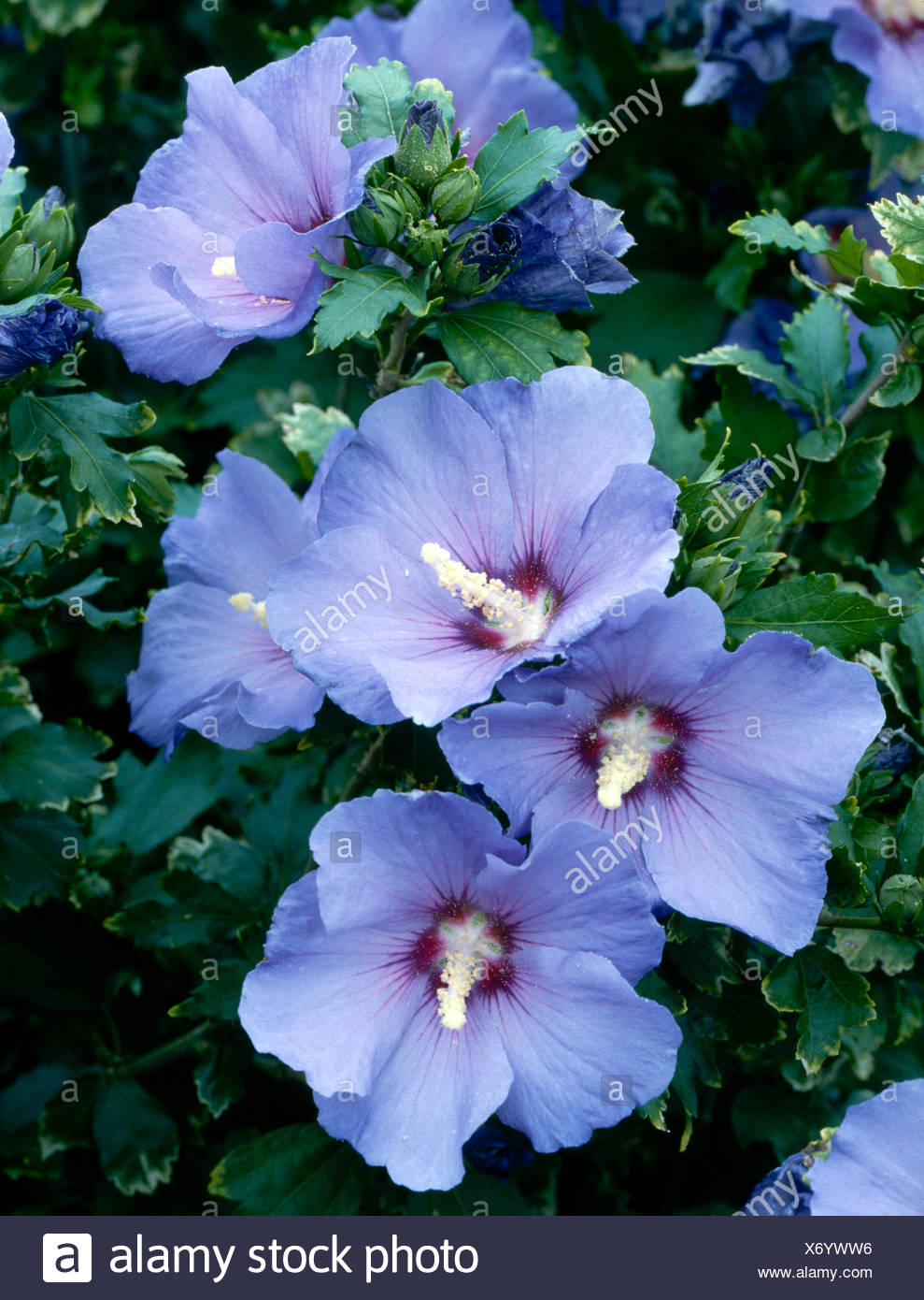 Hibiscus Syriacus Oiseau Bleu Syn H S Blue Bird Trs057573