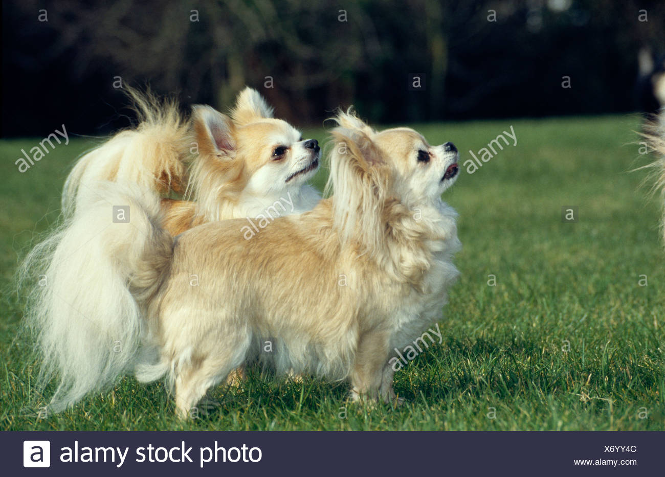Side View Of A Pair Of Long Haired Chihuahuas Stock Photo