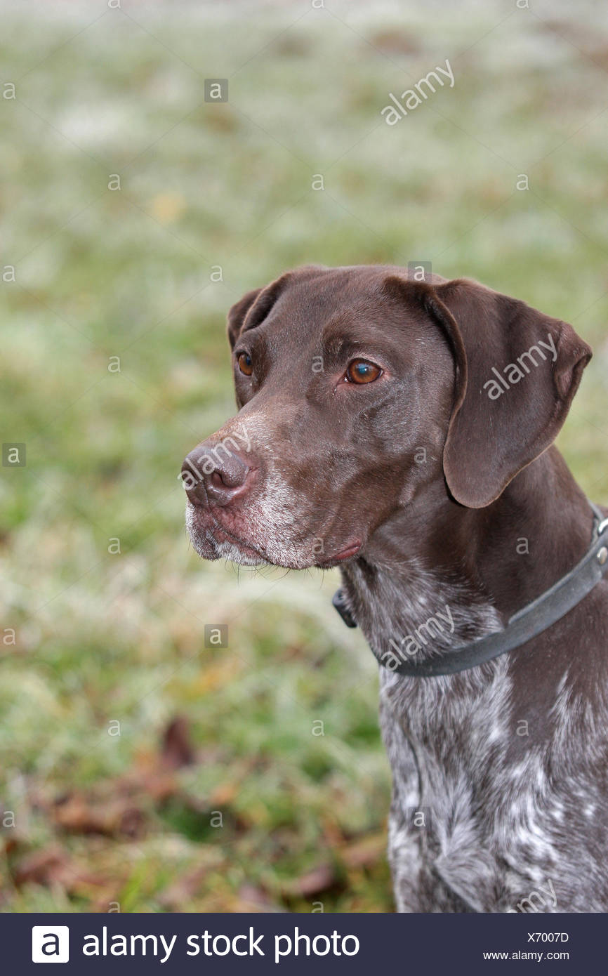 austrian pointer dog