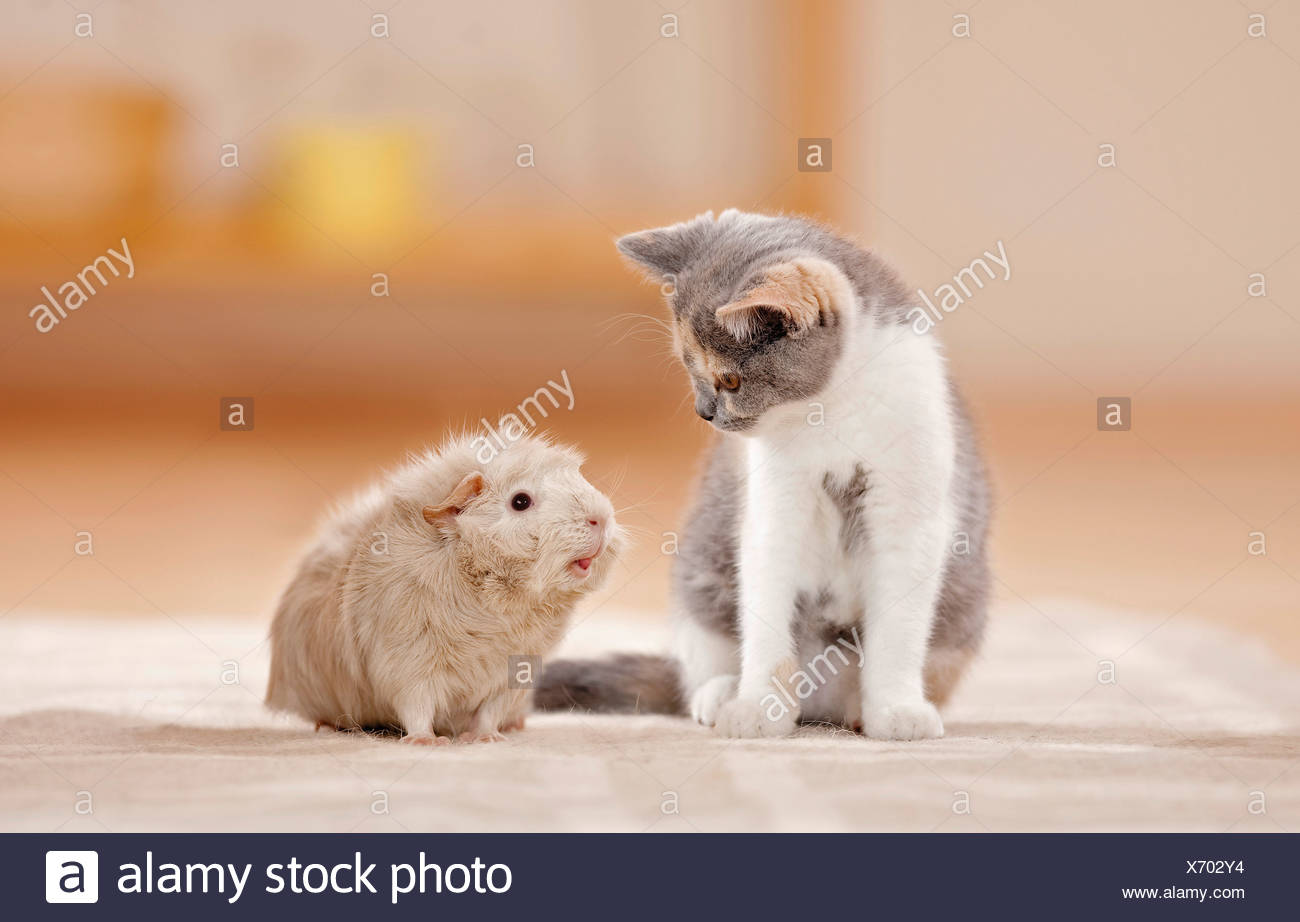 Animal Friendship British Shorthair Kitten And Rosette Guinea
