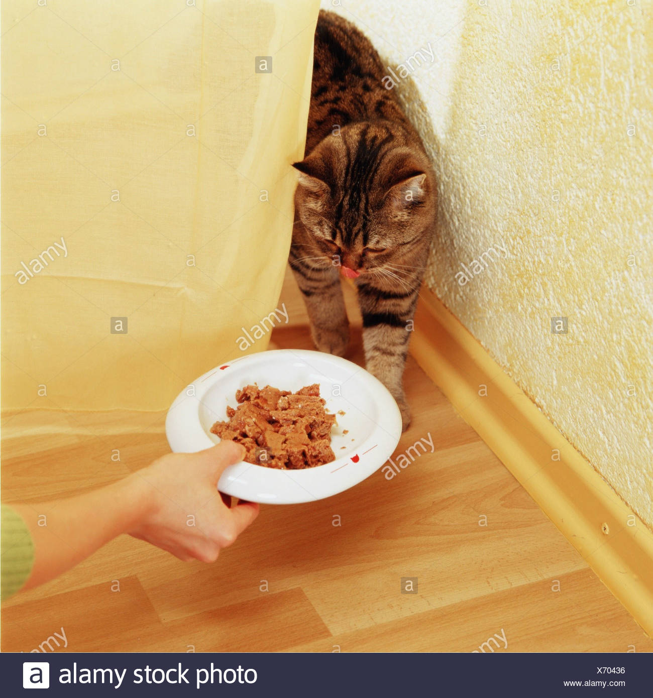 pointer cross border collie