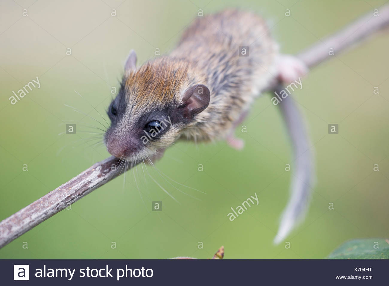 Forest Dormouse High Resolution Stock Photography and Images Alamy