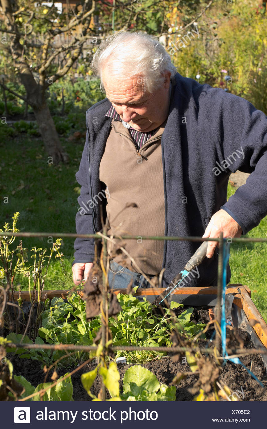 Senior Man Planting Vegetables In Backyard Stock Photo 279672794