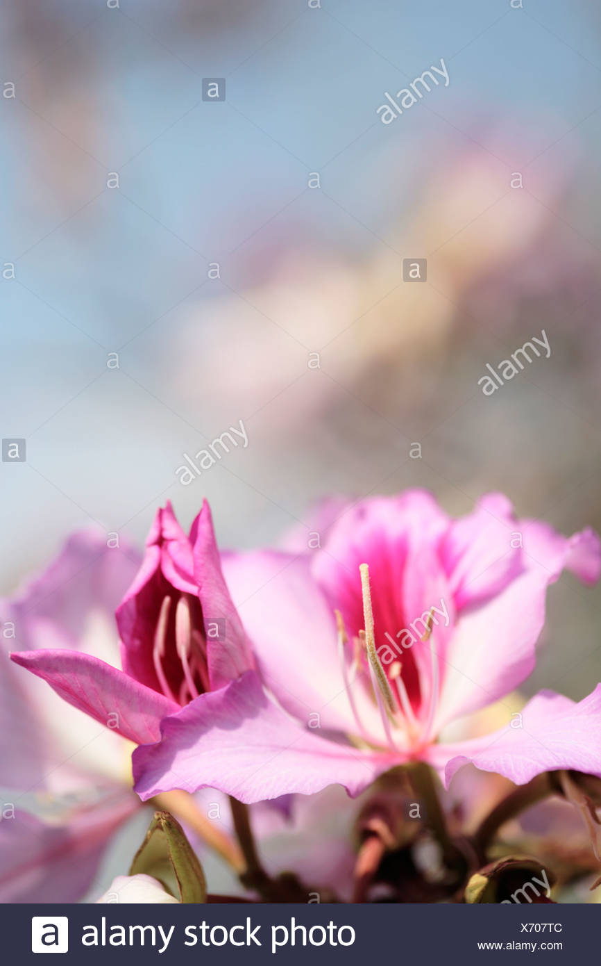 Pink Jacaranda High Resolution Stock Photography and Images Alamy
