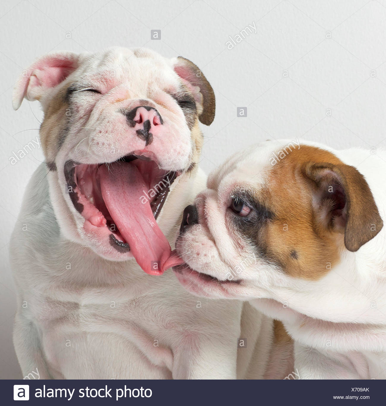 British Bulldog Game Stock Photos & British Bulldog Game Stock Images