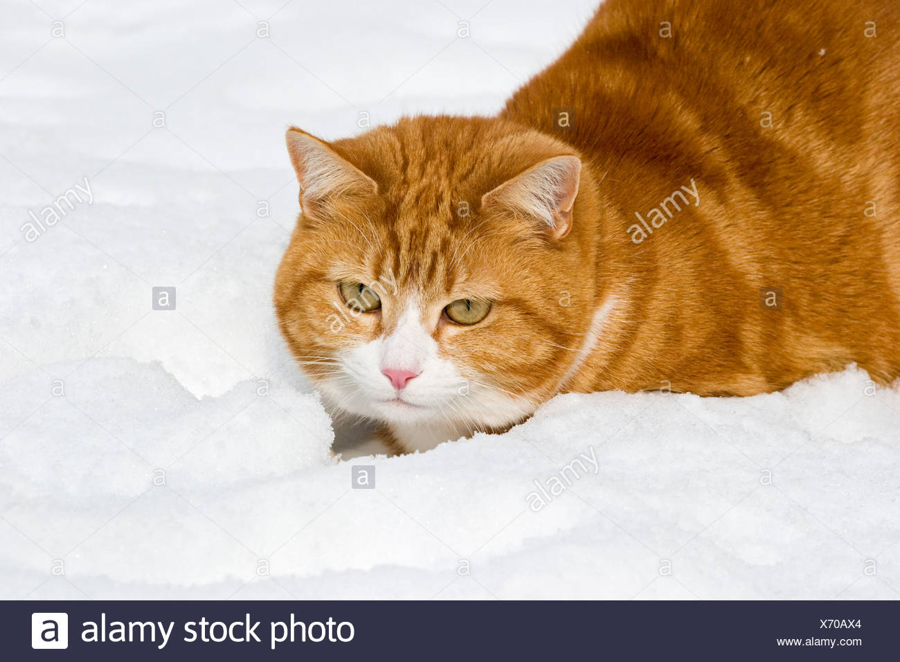 European Shorthair Cat In Snow Stock Photo 279677052 Alamy