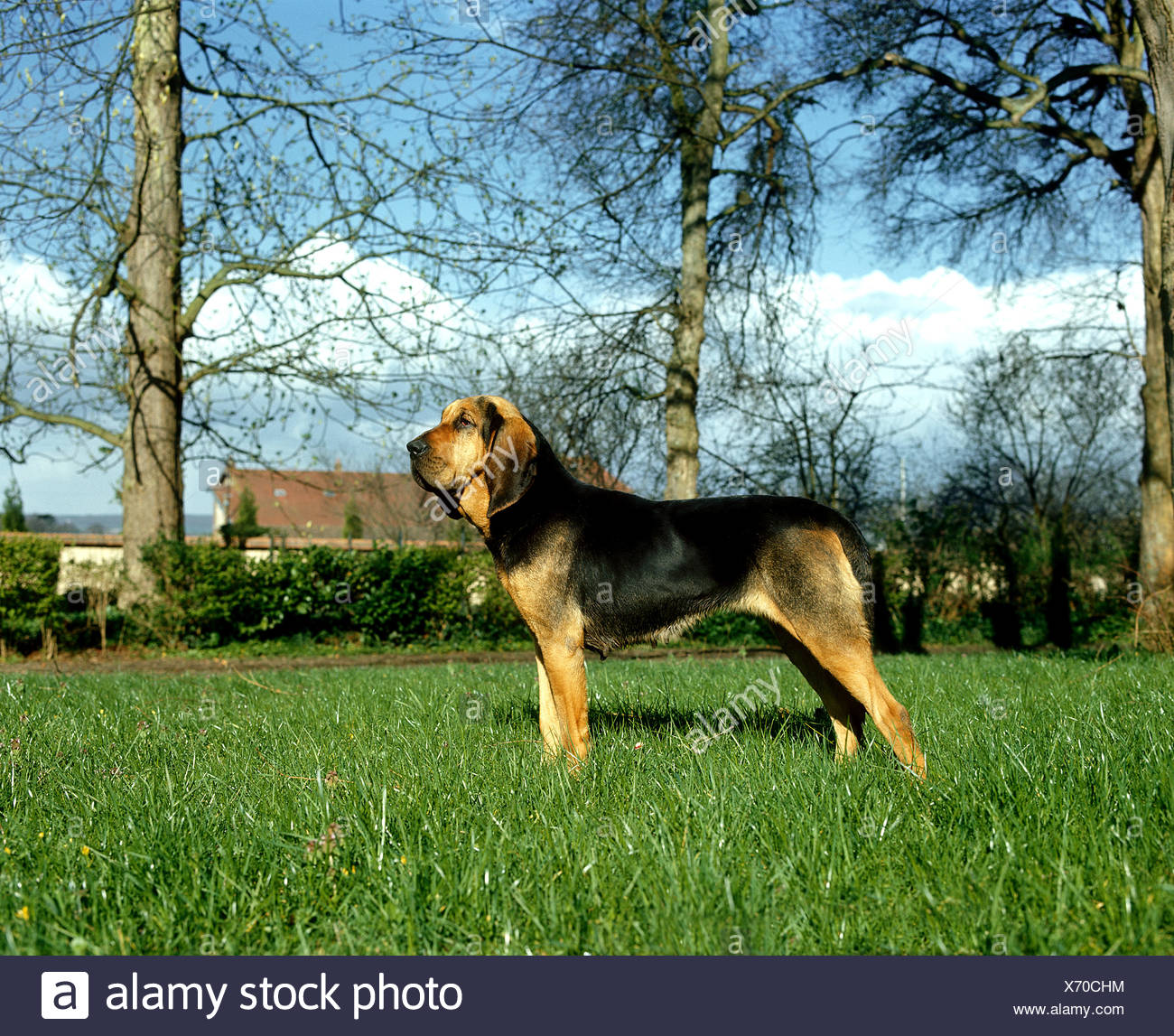 Bloodhound Or Saint Hubert Hound Stock Photos & Bloodhound Or Saint