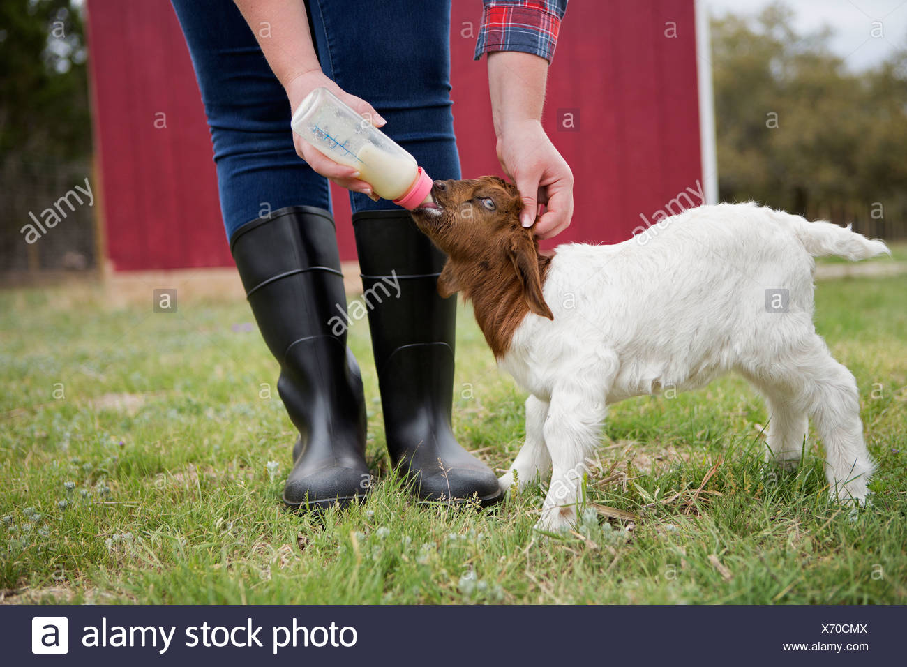 bottle feeding baby goats