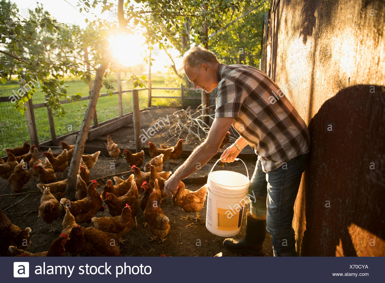 Male Farmer Feeding Chickens In Chicken Coop Stock Photo 279678654
