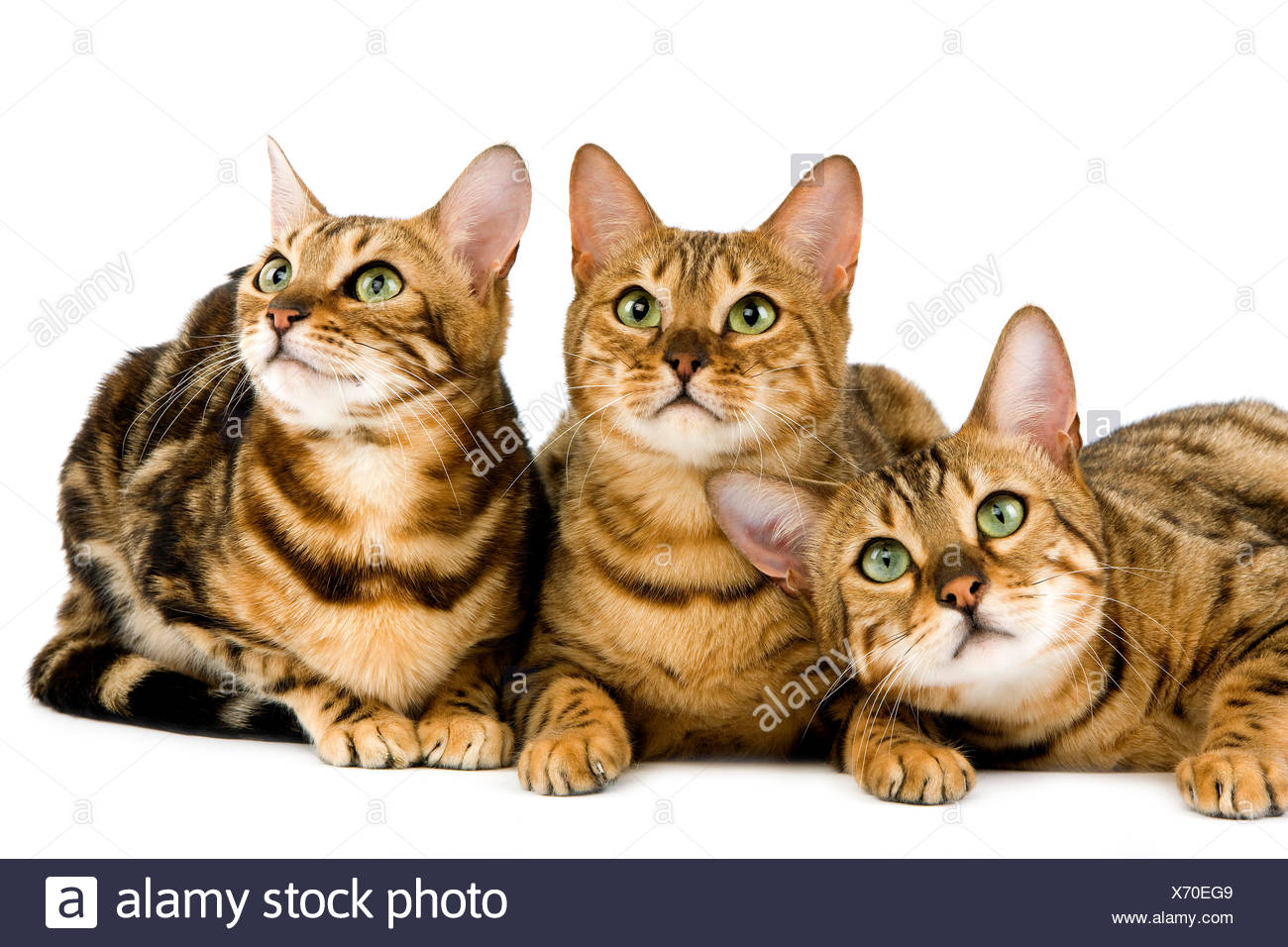 Brown Marbled Tabby Bengal High Resolution Stock Photography and Images