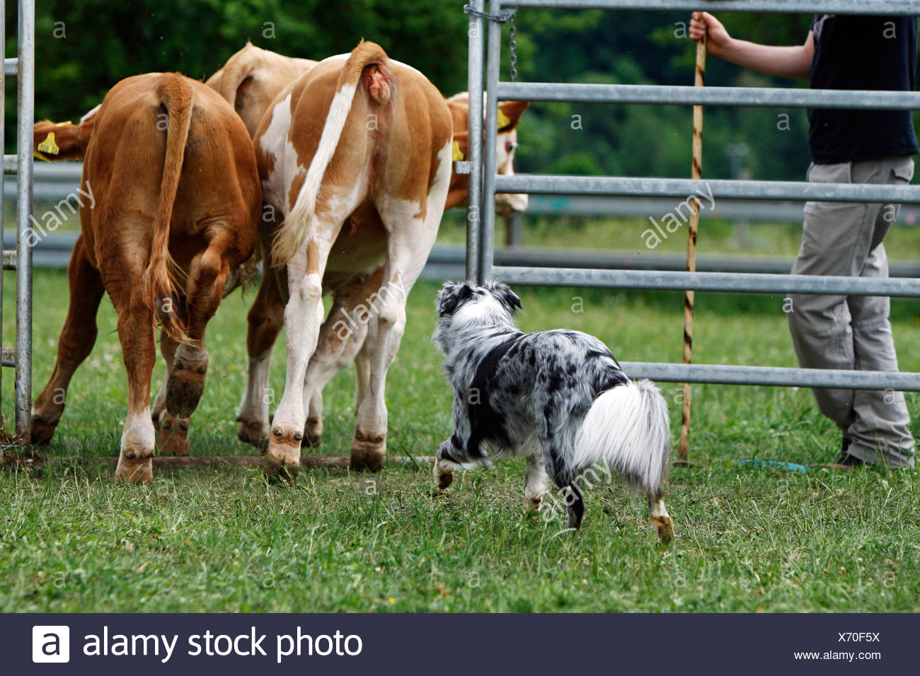 herding shepherd