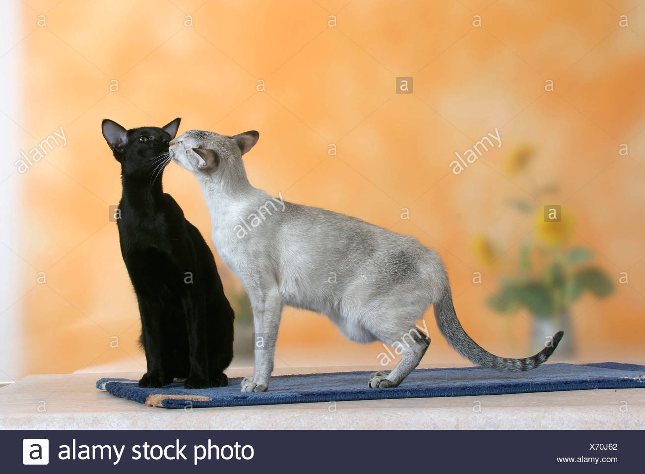 Siamese Cat And Oriental Shorthair Cat Stock Photo 279682762 Alamy