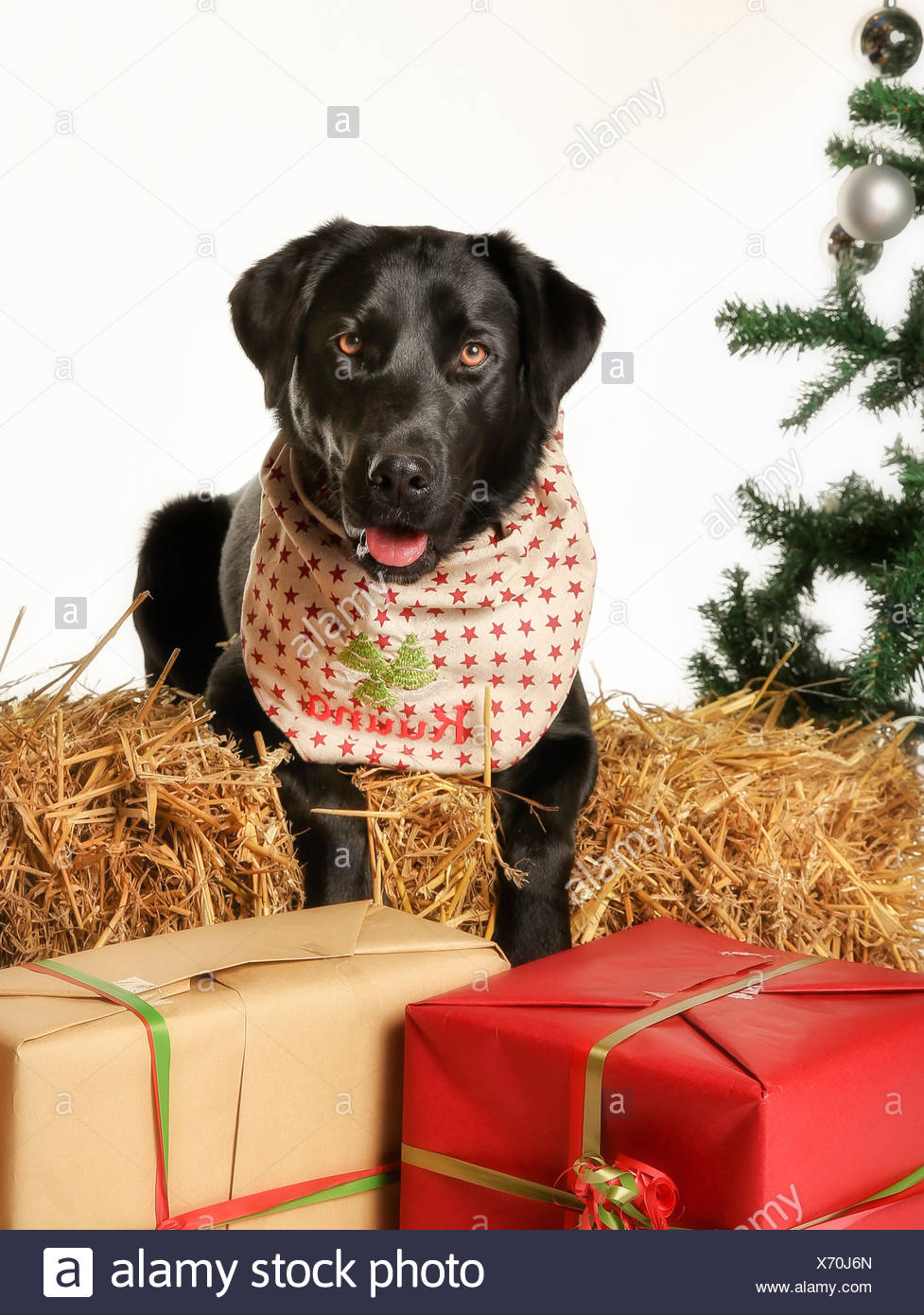 black labrador presents