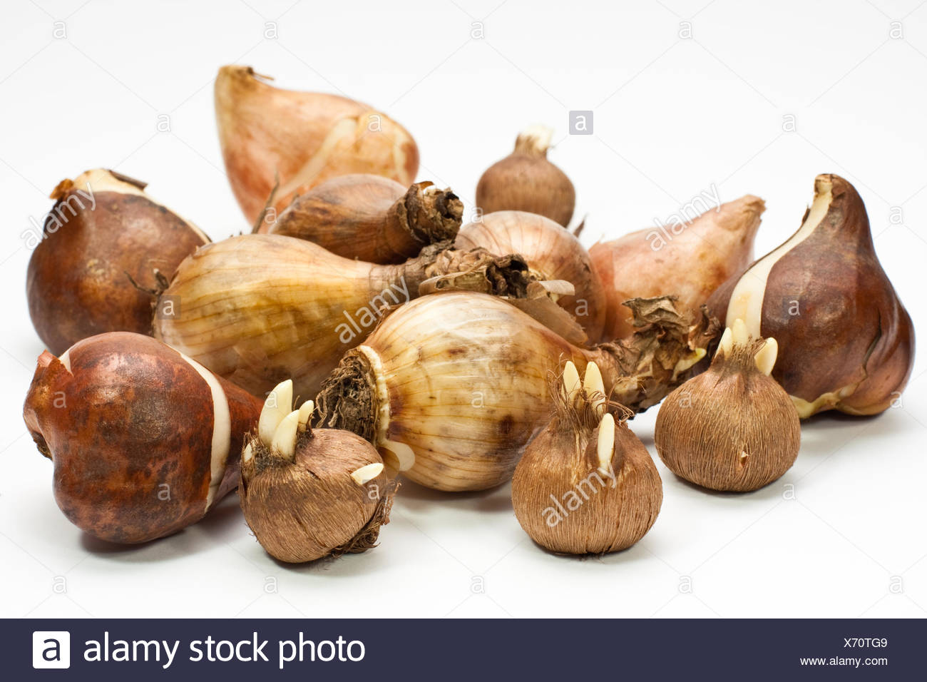 Crocus Bulbs High Resolution Stock Photography And Images Alamy
