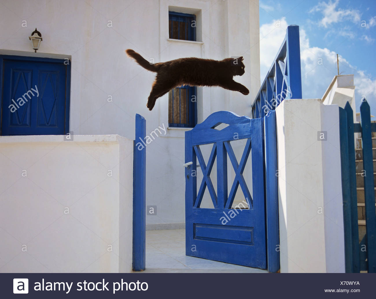 cat jumping over gate