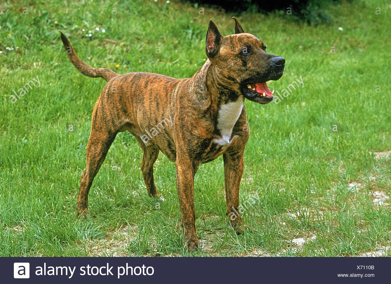 american staffordshire terrier standard