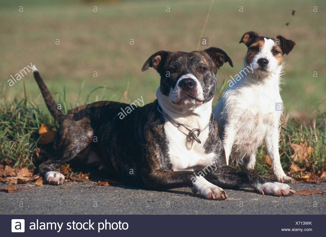 jack russell terrier pitbull