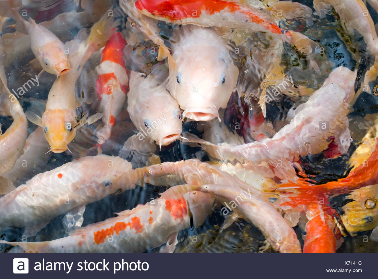 Koi Koikarpfen Zierkarpfen Farbkarpfen High Resolution Stock