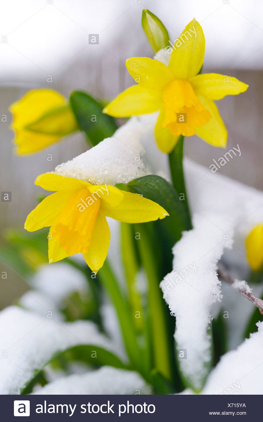daffodil and snow high resolution stock photography and images alamy
