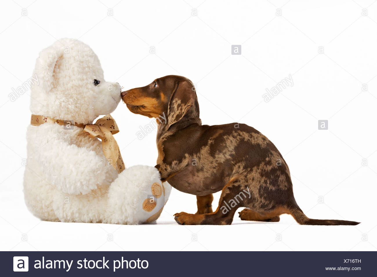 dachshund teddy bear