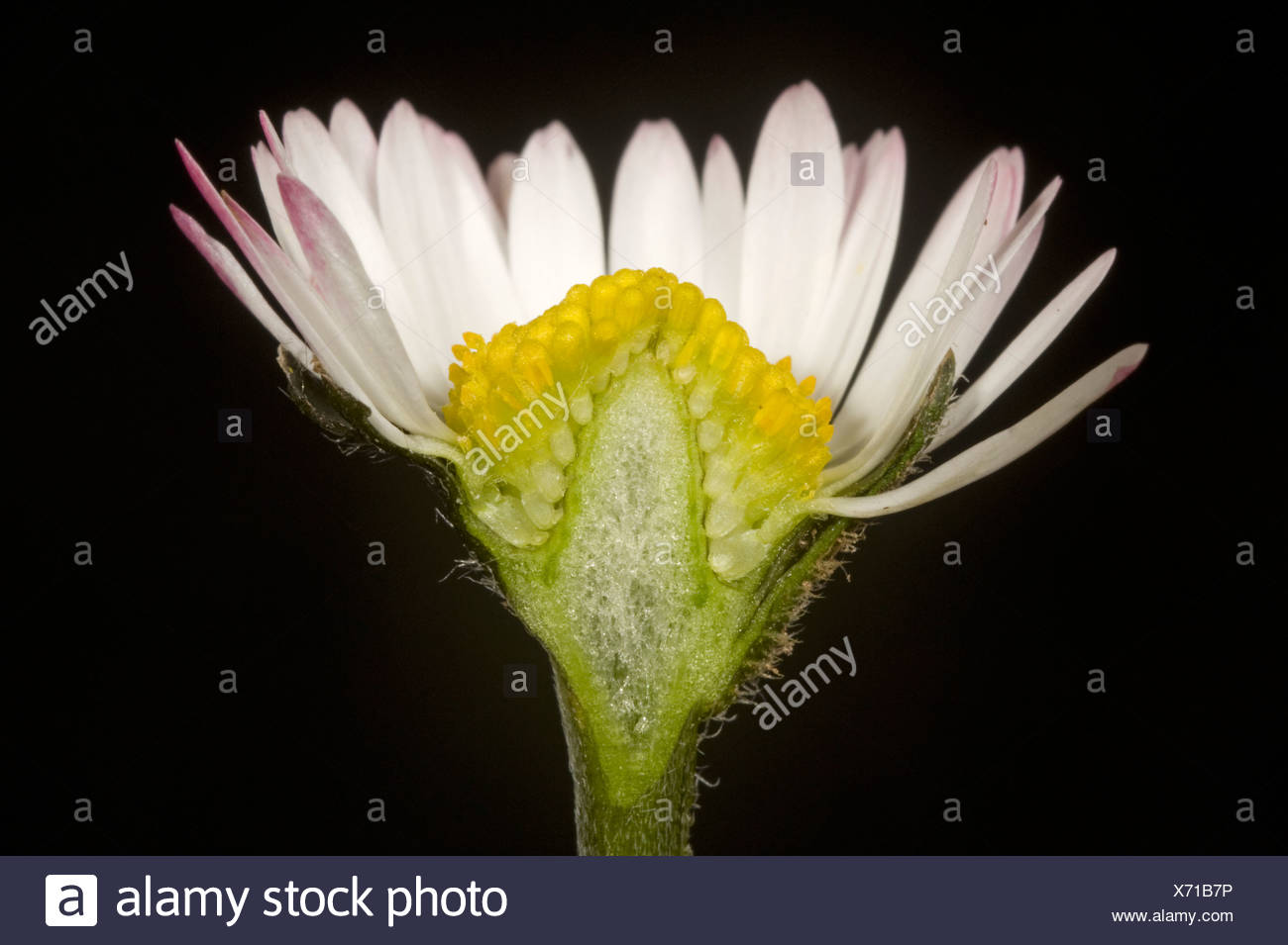 Disc Floret Stock Photos & Disc Floret Stock Images Alamy