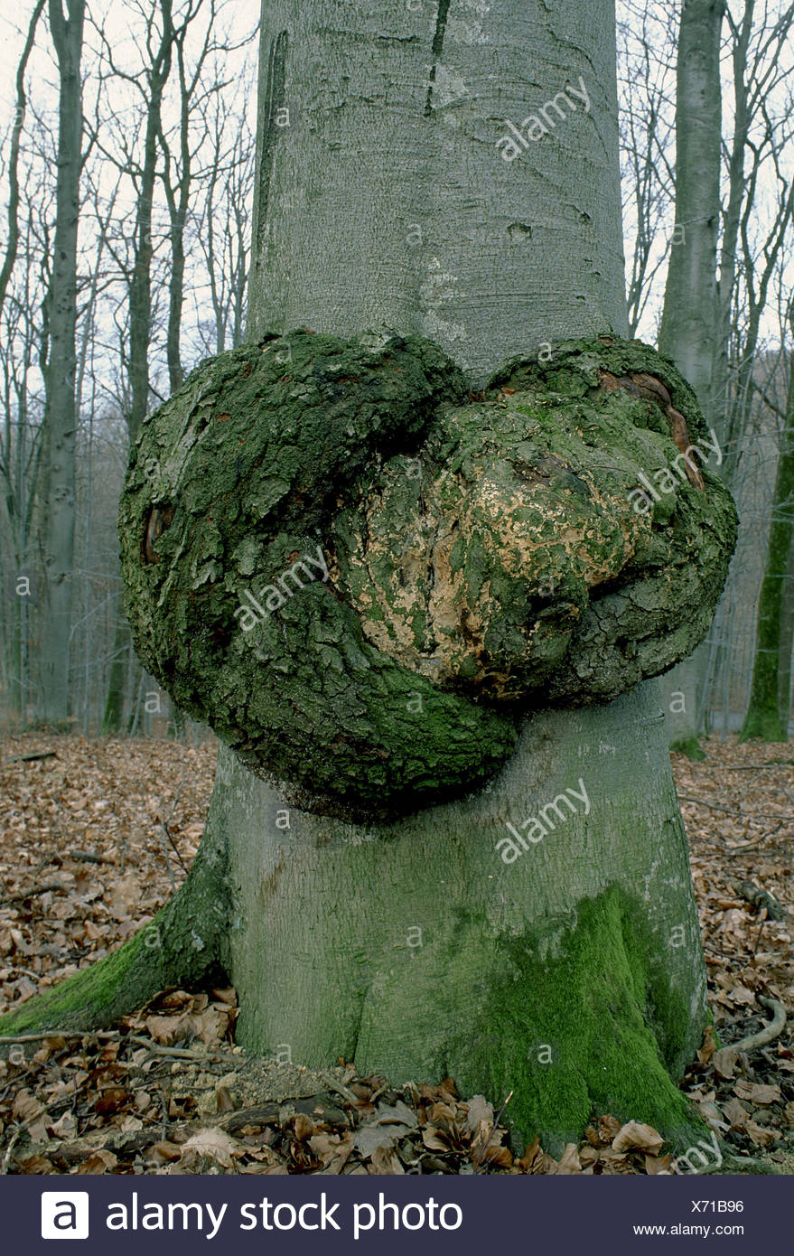 Tree Cancer High Resolution Stock Photography and Images Alamy