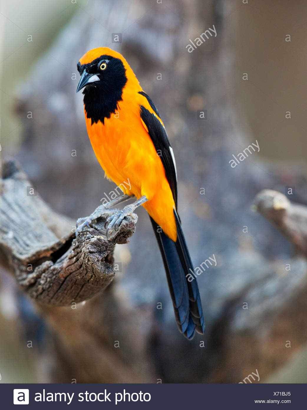 Black And Yellow Bird Perching On Branch Stock Photo