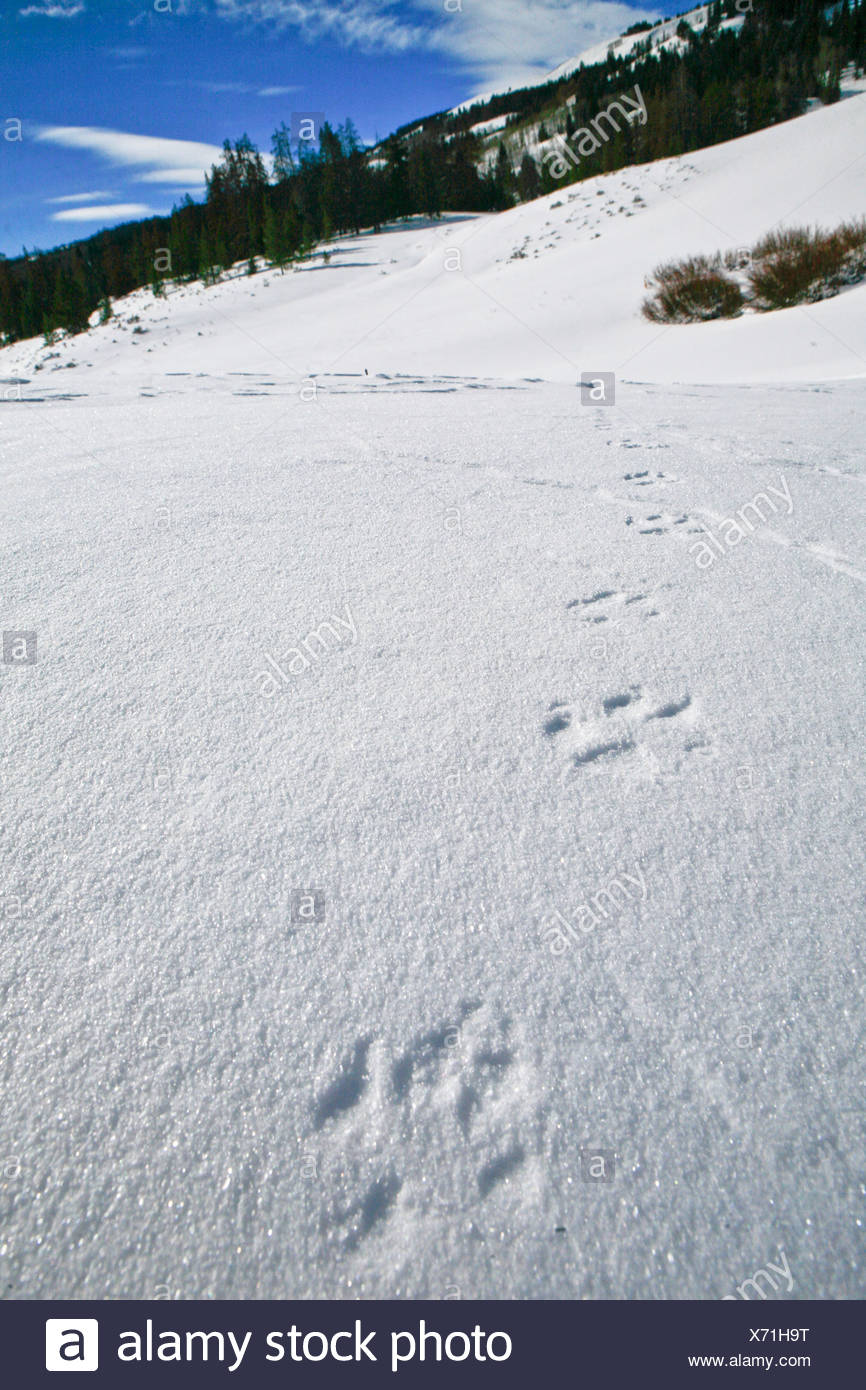 Wolf Tracks In Winter Stock Photos Wolf Tracks In Winter - 