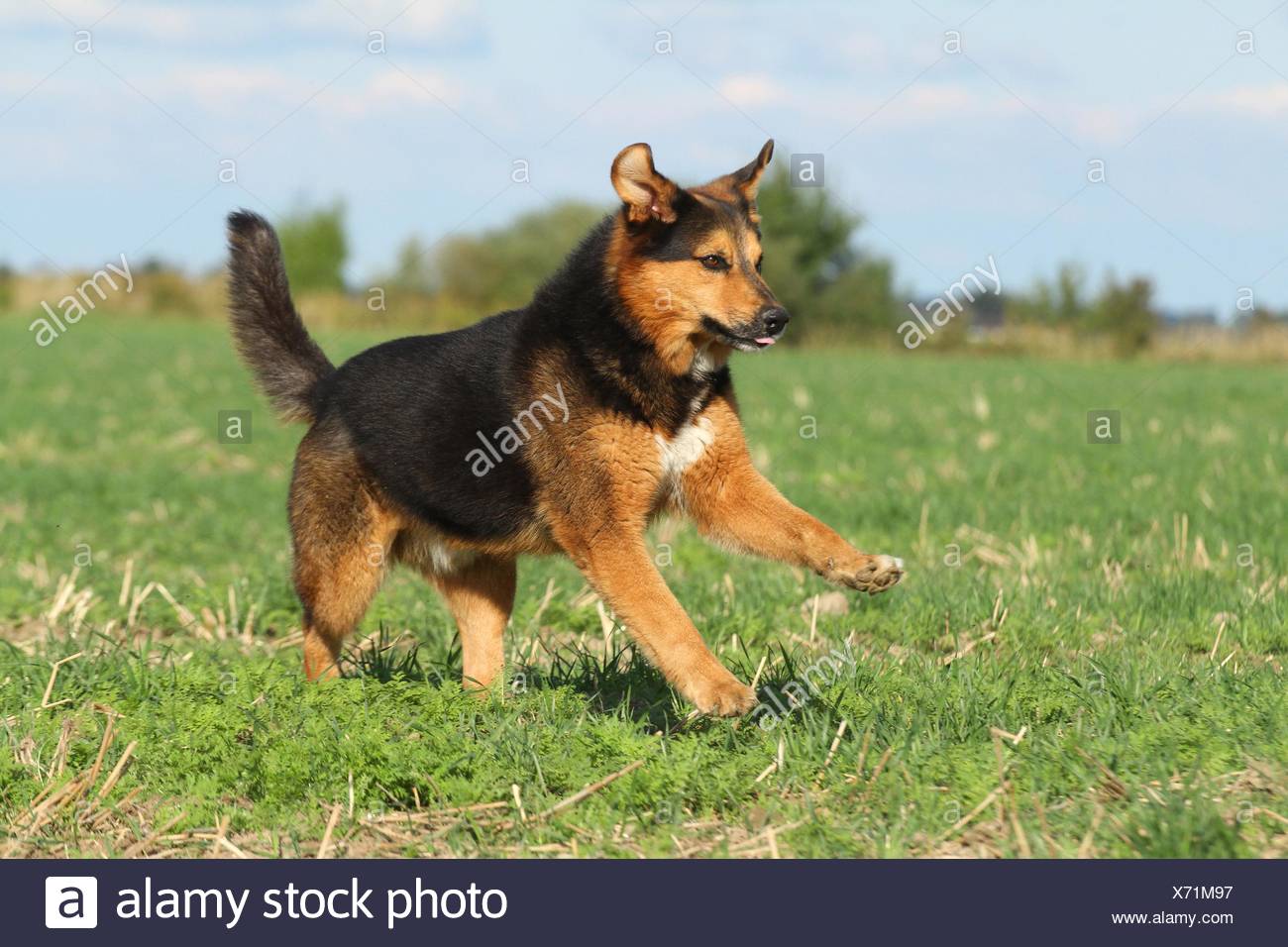 Running Bernese Mountain Dog Shepherd Stock Photo 279706371 Alamy