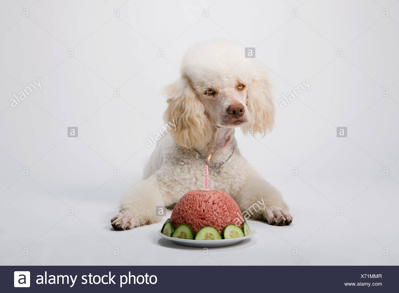 poodle birthday cake