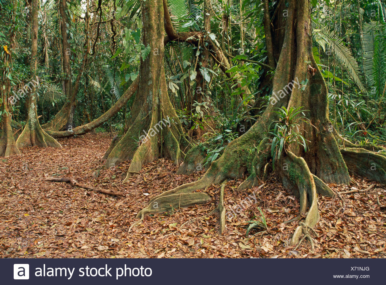 Dragons Blood Tree High Resolution Stock Photography And Images Alamy Dragons Blood Tree High Resolution Stock Photography And Images Alamy