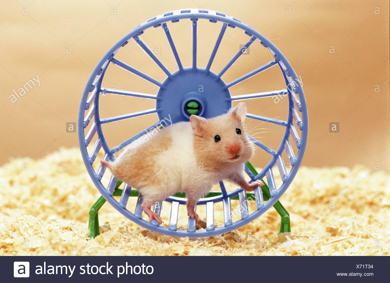 hamster exercise wheel
