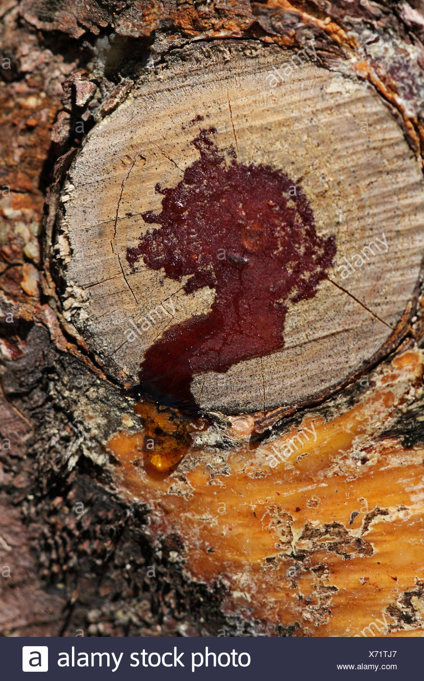 Resin Tree Stock Photos & Resin Tree Stock Images Alamy