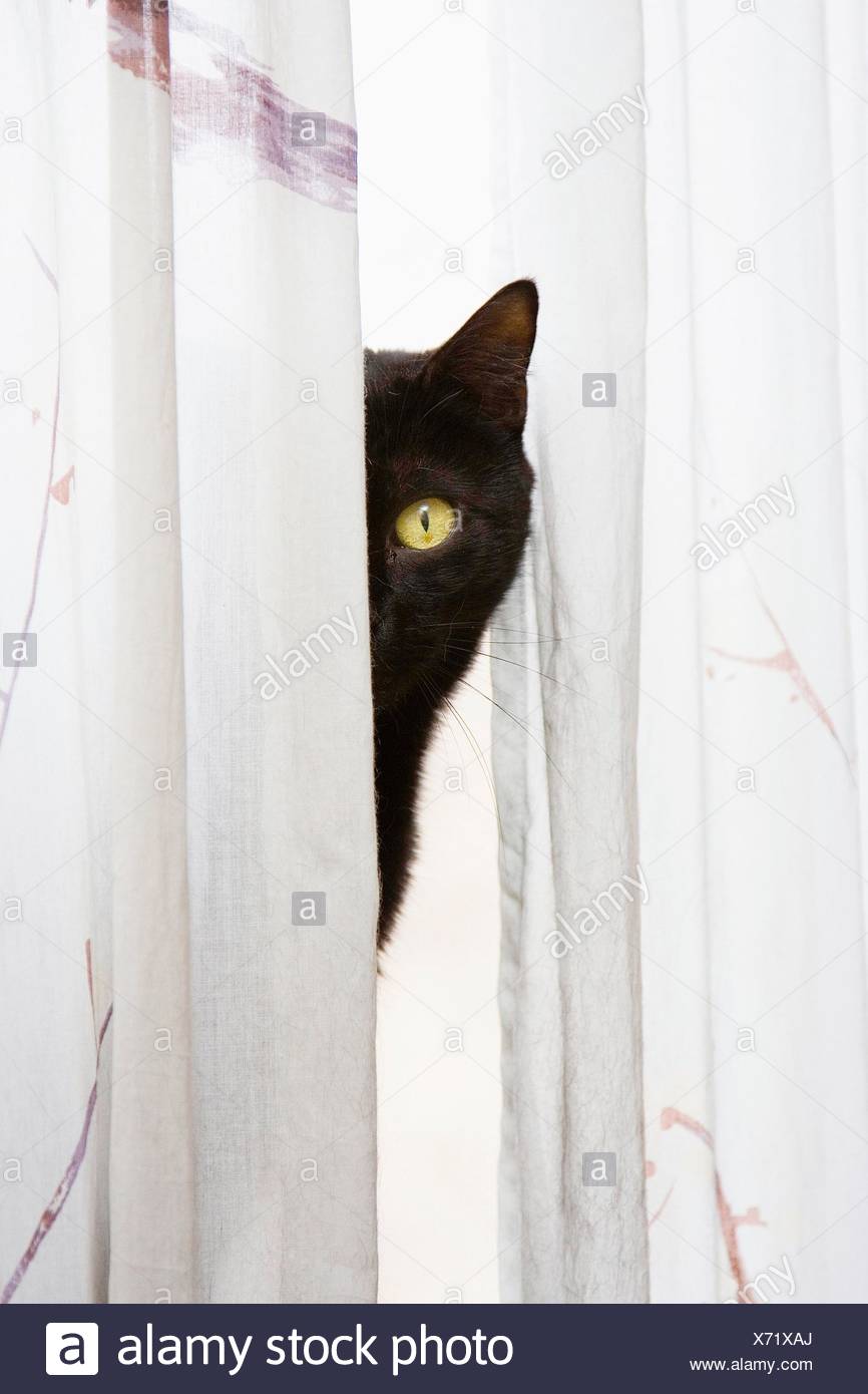 Black Cat With Bright Green Eyes Peeks With One Eye Around A