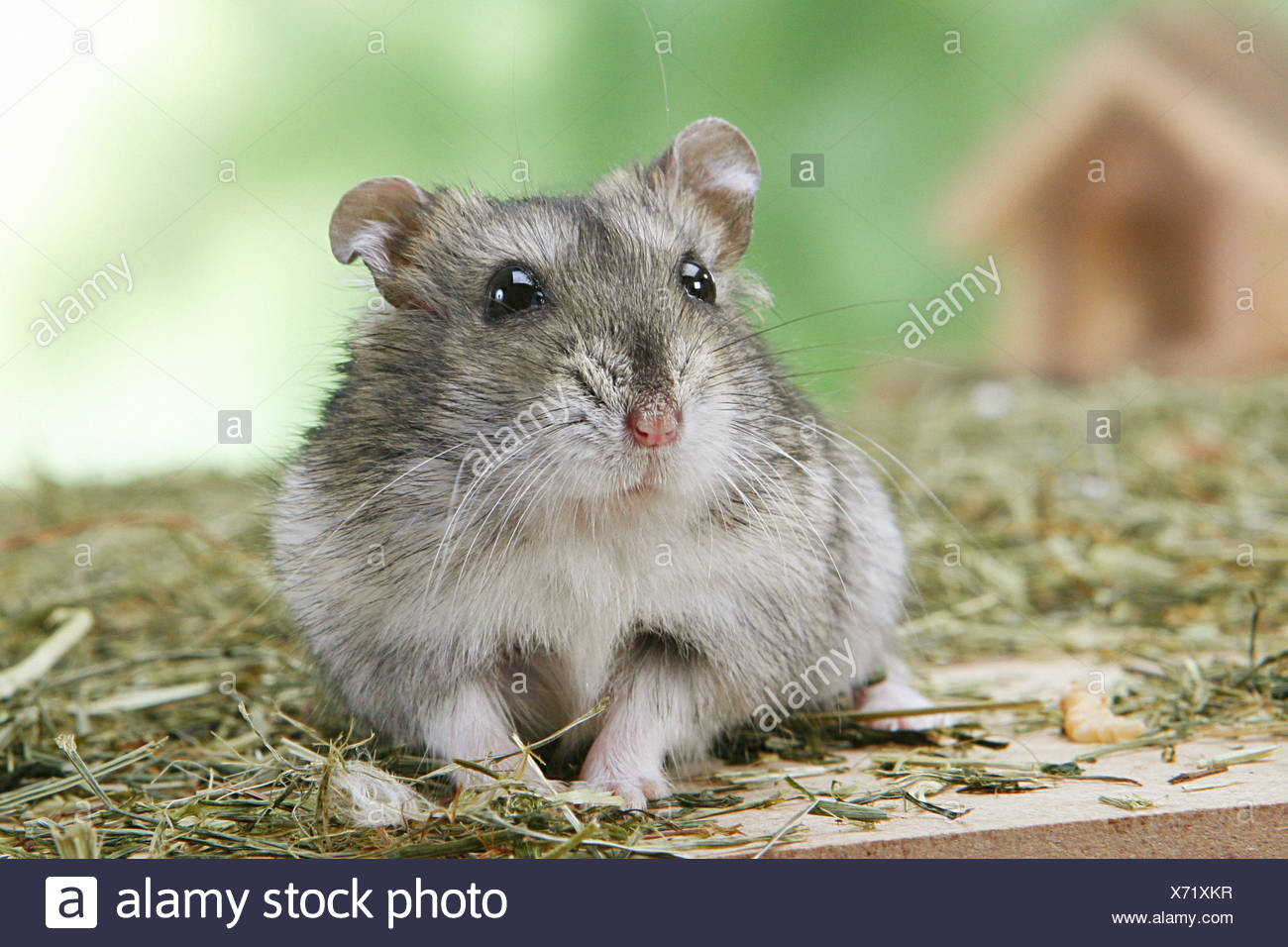 hungarian dwarf hamster