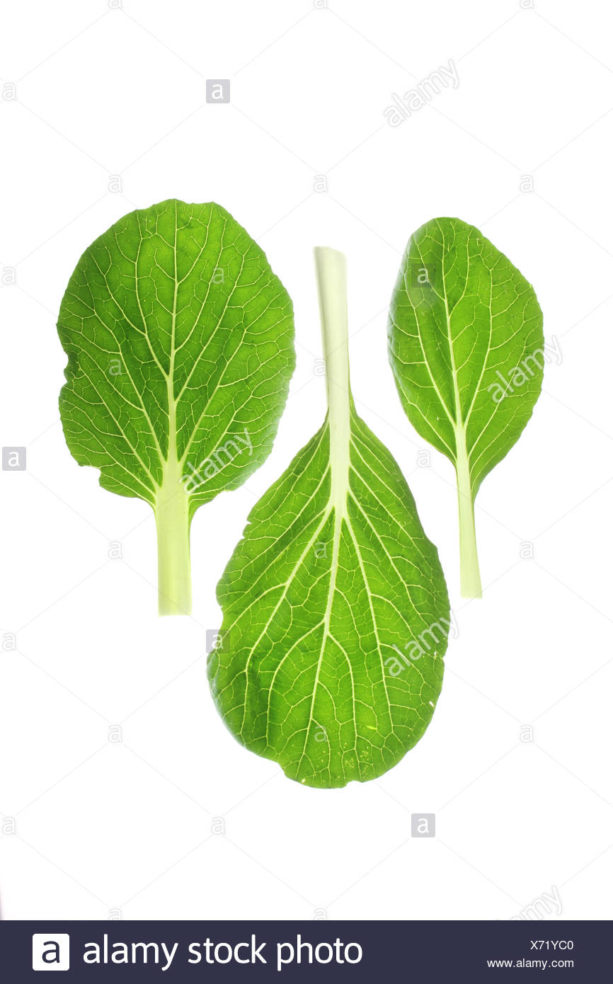 Brassica Rapa Chinensis High Resolution Stock Photography And Images Alamy