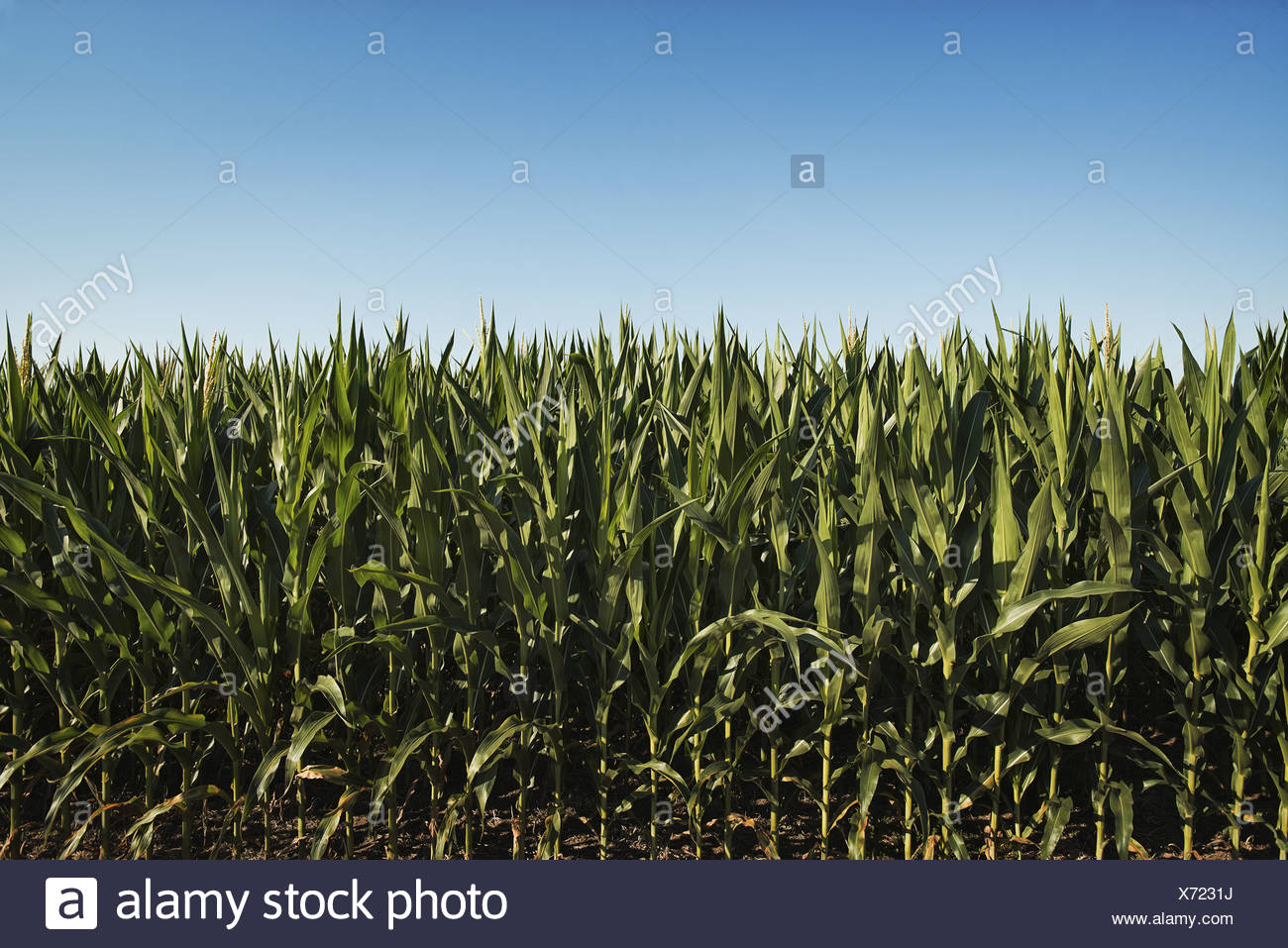 Very Tall Plants High Resolution Stock Photography and Images - Alamy
