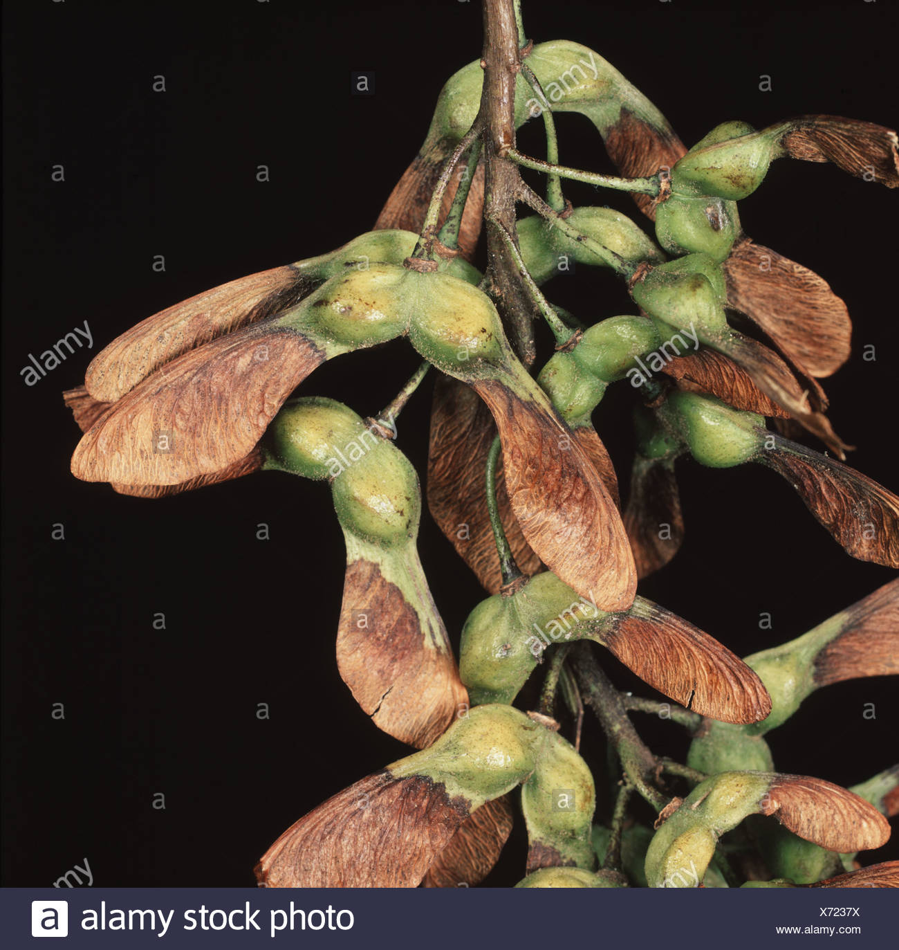 Sycamore Helicopter Seeds High Resolution Stock Photography and Images Alamy