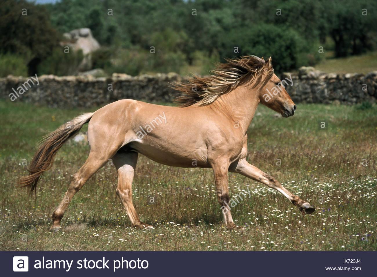 Sorraia Stock Photos & Sorraia Stock Images Alamy